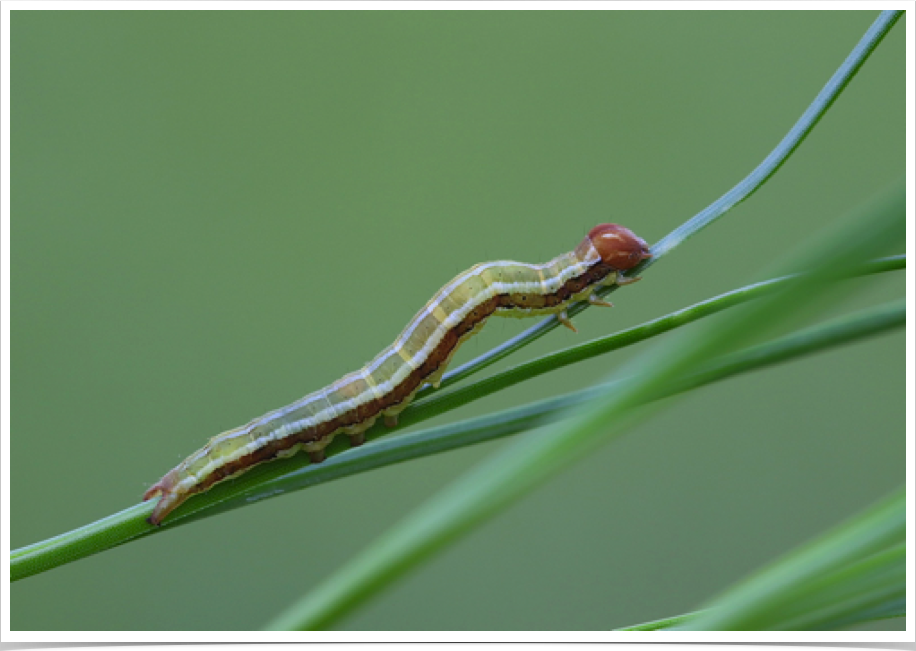 Zale helata
Brown-spotted Zale
Cleburne County, Alabama